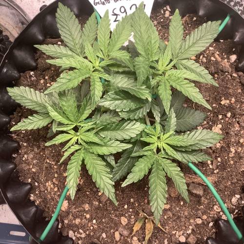 Wedding cake x Frosty Gelato. Week 4