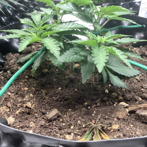 Wedding cake x Frosty Gelato. Week 4