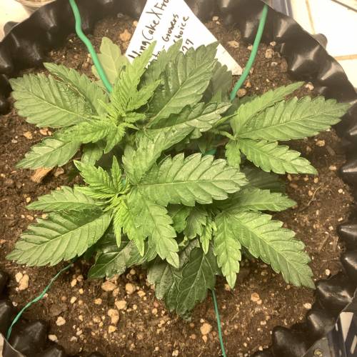 Wedding cake x Frosty Gelato. Week 4