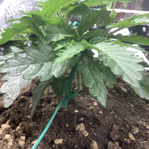 Wedding cake x Frosty Gelato. Week 4