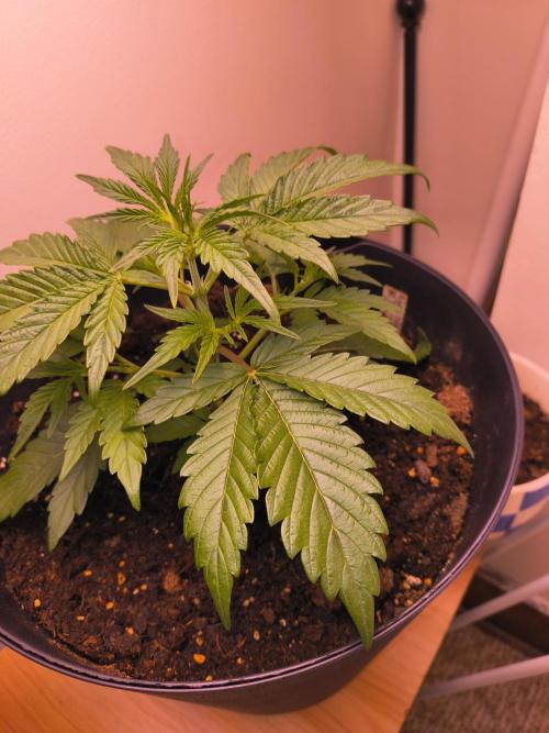 first mephisto run. Week 1