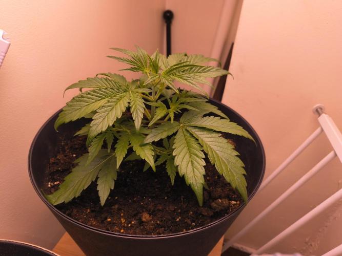 first mephisto run. Week 1