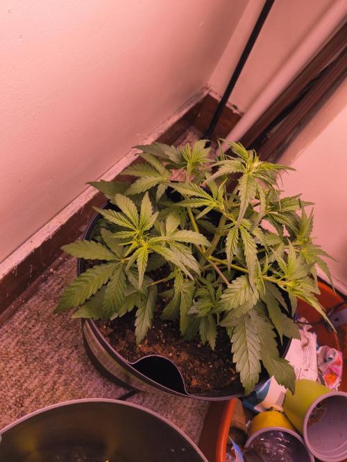 first mephisto run. Week 2 - ...