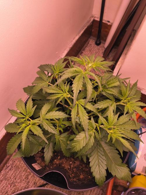 first mephisto run. Week 2 - ...