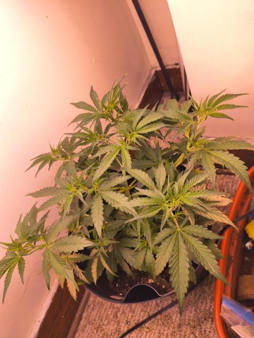 first mephisto run. Week 3 - ...