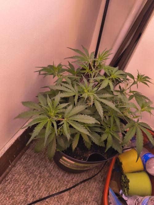 first mephisto run. Week 3 - ...
