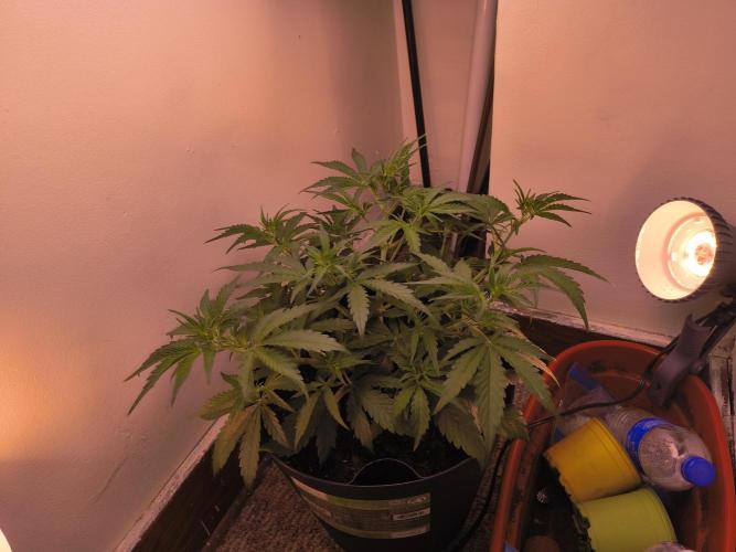 first mephisto run. Week 3 - ...