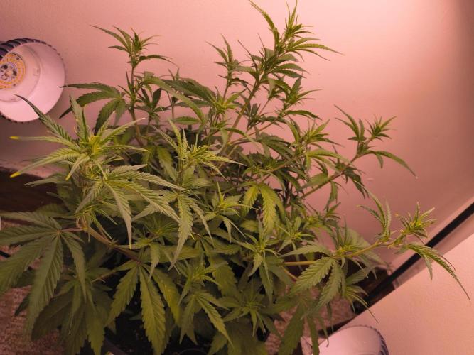 first mephisto run. Week 4