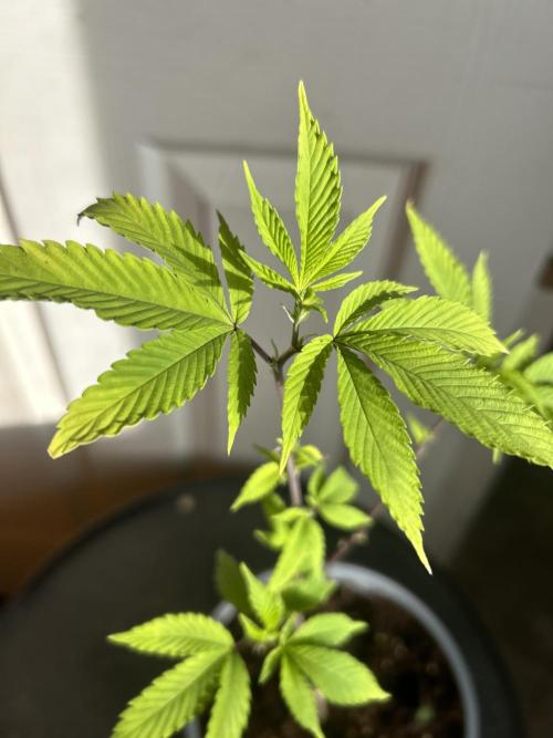 3 clones. Week 1 - Pink Zkittlez day one