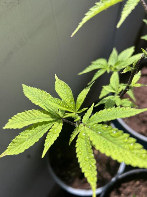3 clones. Week 1