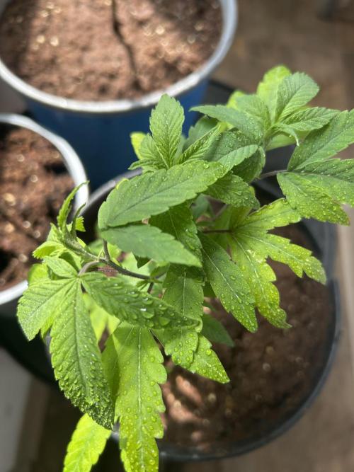 3 clones. Week 1 - Sweet Thunder day one