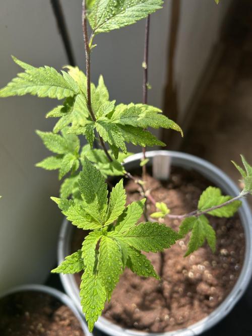 3 clones. Week 1 - Daily Grape day one
