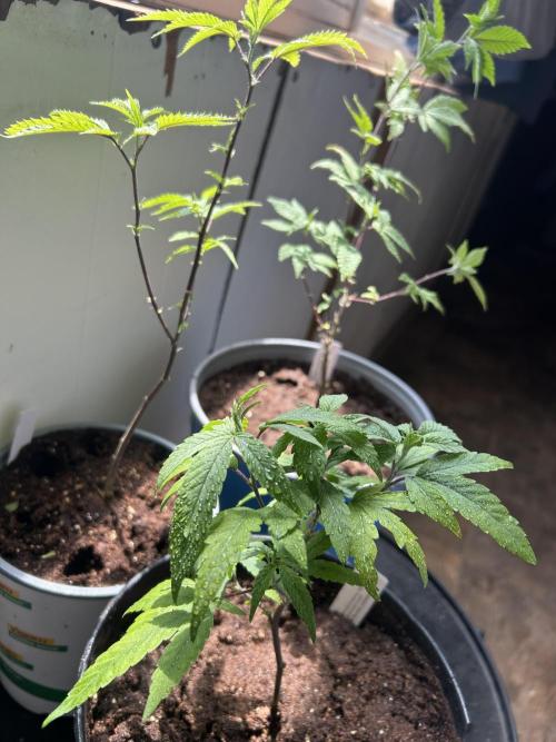 3 clones. Week 1