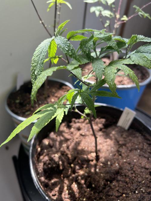 3 clones. Week 1