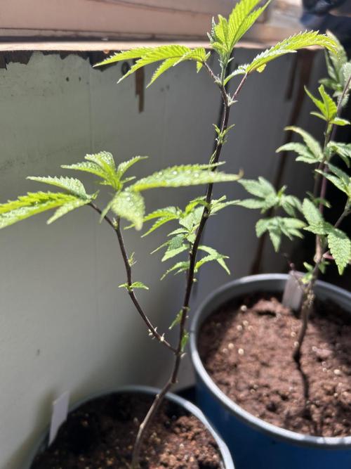 3 clones. Week 1