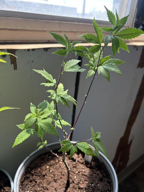 3 clones. Week 1