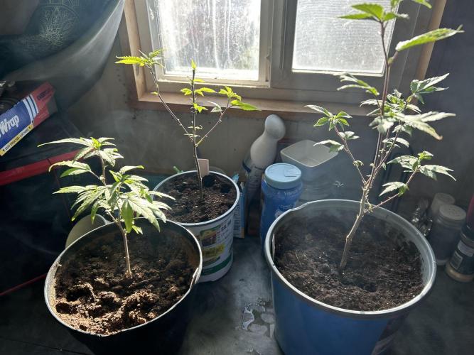 3 clones. Week 1