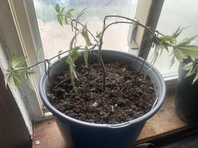 3 clones. Week 1