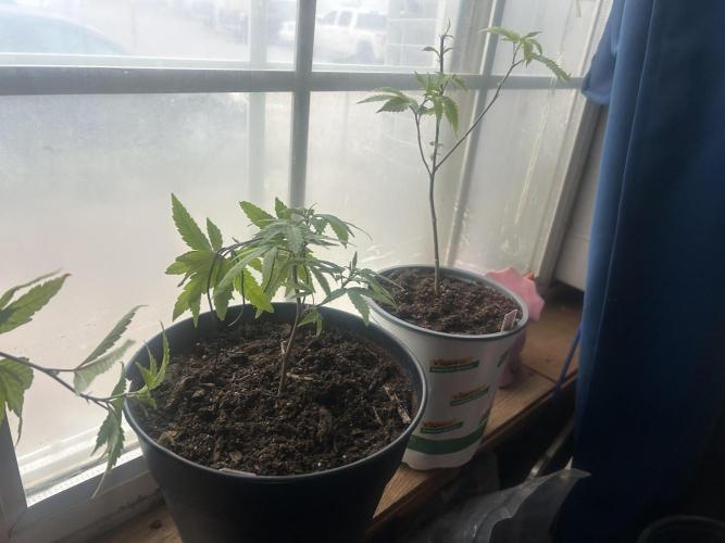 3 clones. Week 1
