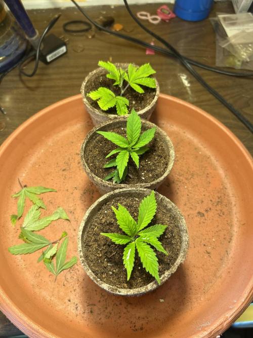 3 clones. Week 1 - Clones of the clones 