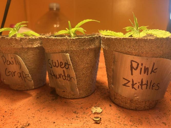3 clones. Week 1
