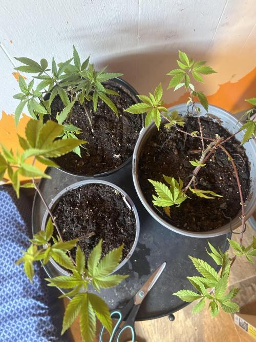3 clones. Week 1 - Making a even canopy 