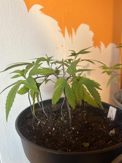 3 clones. Week 1 - Sweet Thunder LST