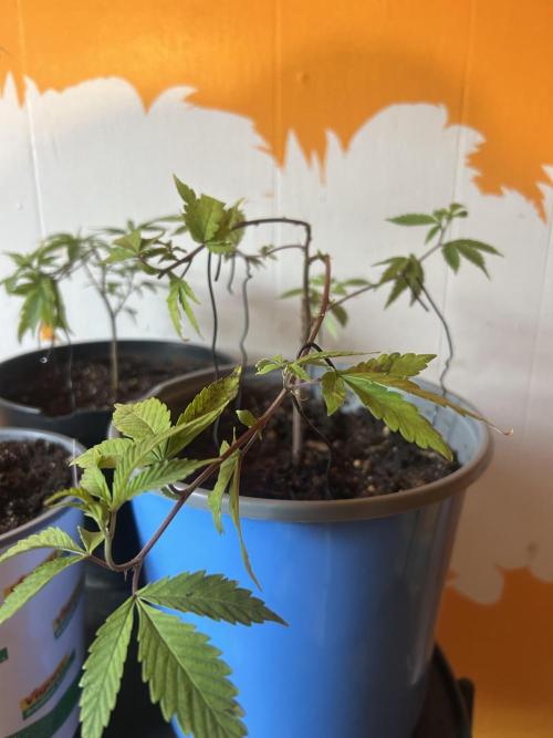 3 clones. Week 1 - Daily grape LST