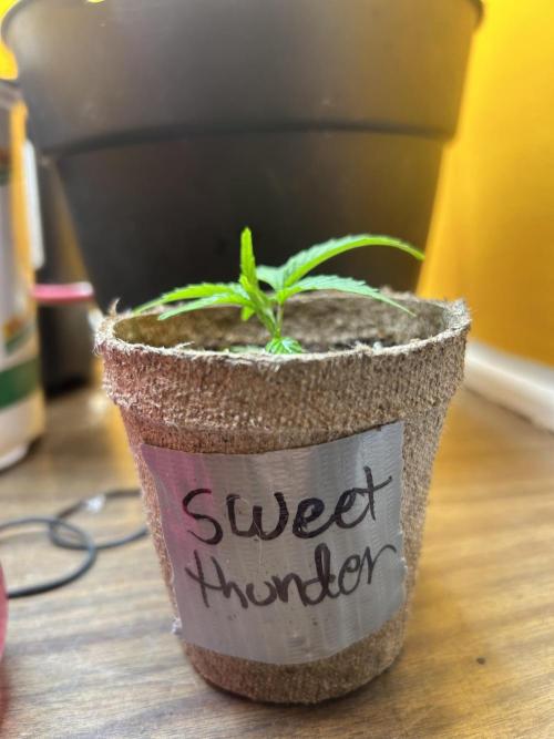 3 clones. Week 1 - 3rd day