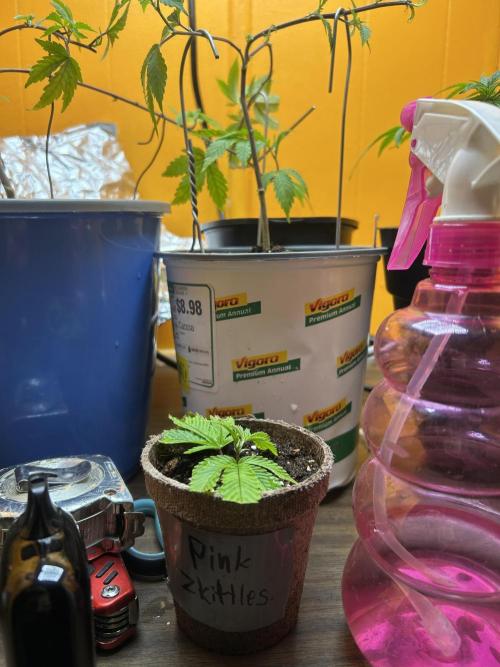 3 clones. Week 1