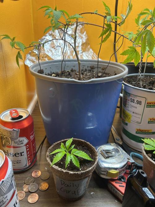 3 clones. Week 1