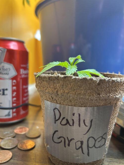3 clones. Week 1 - 3rd day