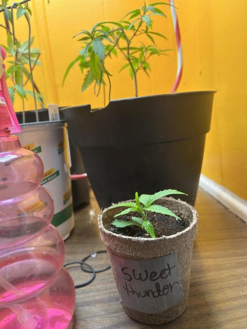 3 clones. Week 1