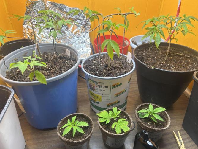 3 clones. Week 1