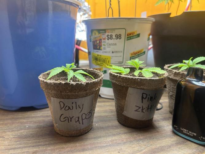 3 clones. Week 1