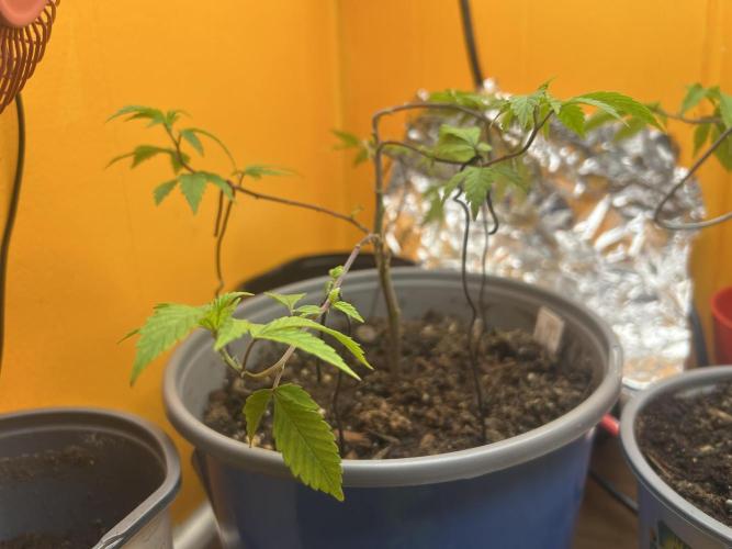 3 clones. Week 1