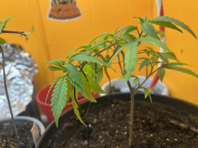 3 clones. Week 1