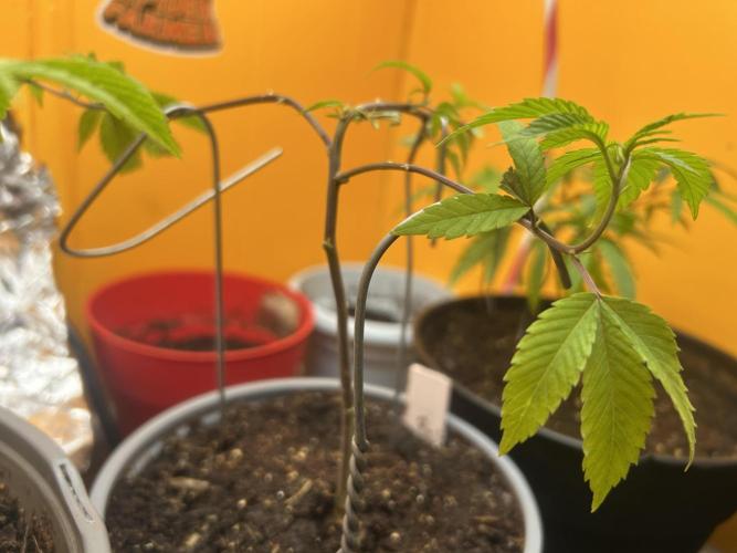 3 clones. Week 1