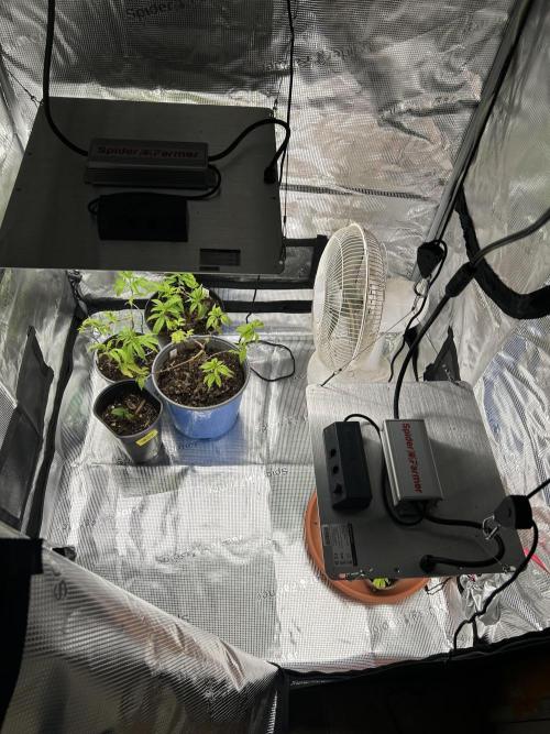 3 clones. Week 2 - Spider farmer tent and leds