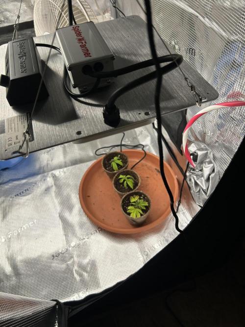 3 clones. Week 2