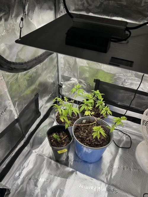 3 clones. Week 2