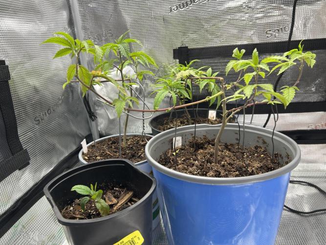 3 clones. Week 2