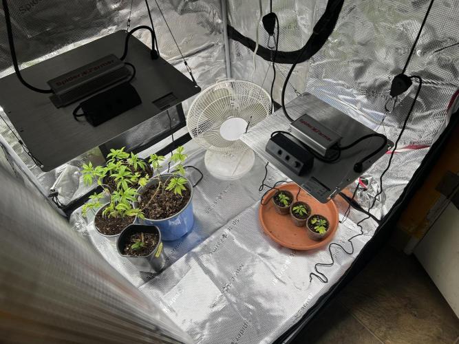 3 clones. Week 2