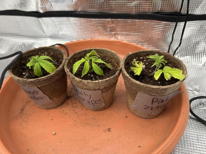 3 clones. Week 2