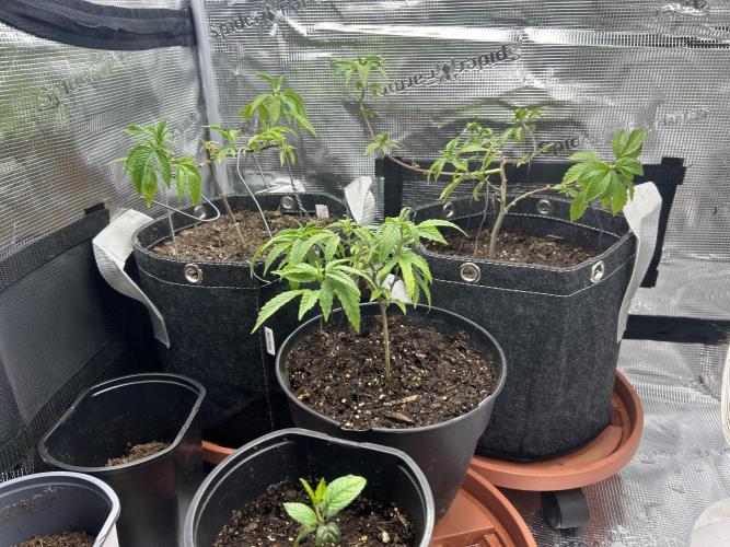 3 clones. Week 2