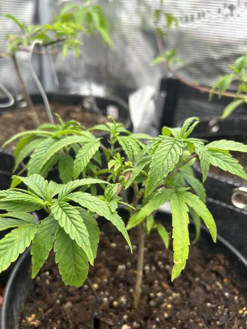 3 clones. Week 2 - Sweet thunder 