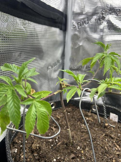 3 clones. Week 2 - Pink Z