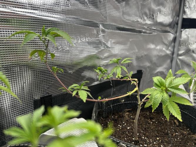 3 clones. Week 2 - Daily grape 