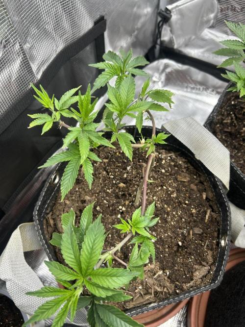 3 clones. Week 2 - Pink z after trans day 3