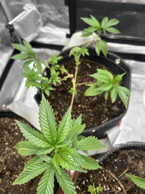 3 clones. Week 2 - Daily grape after the trans day 3